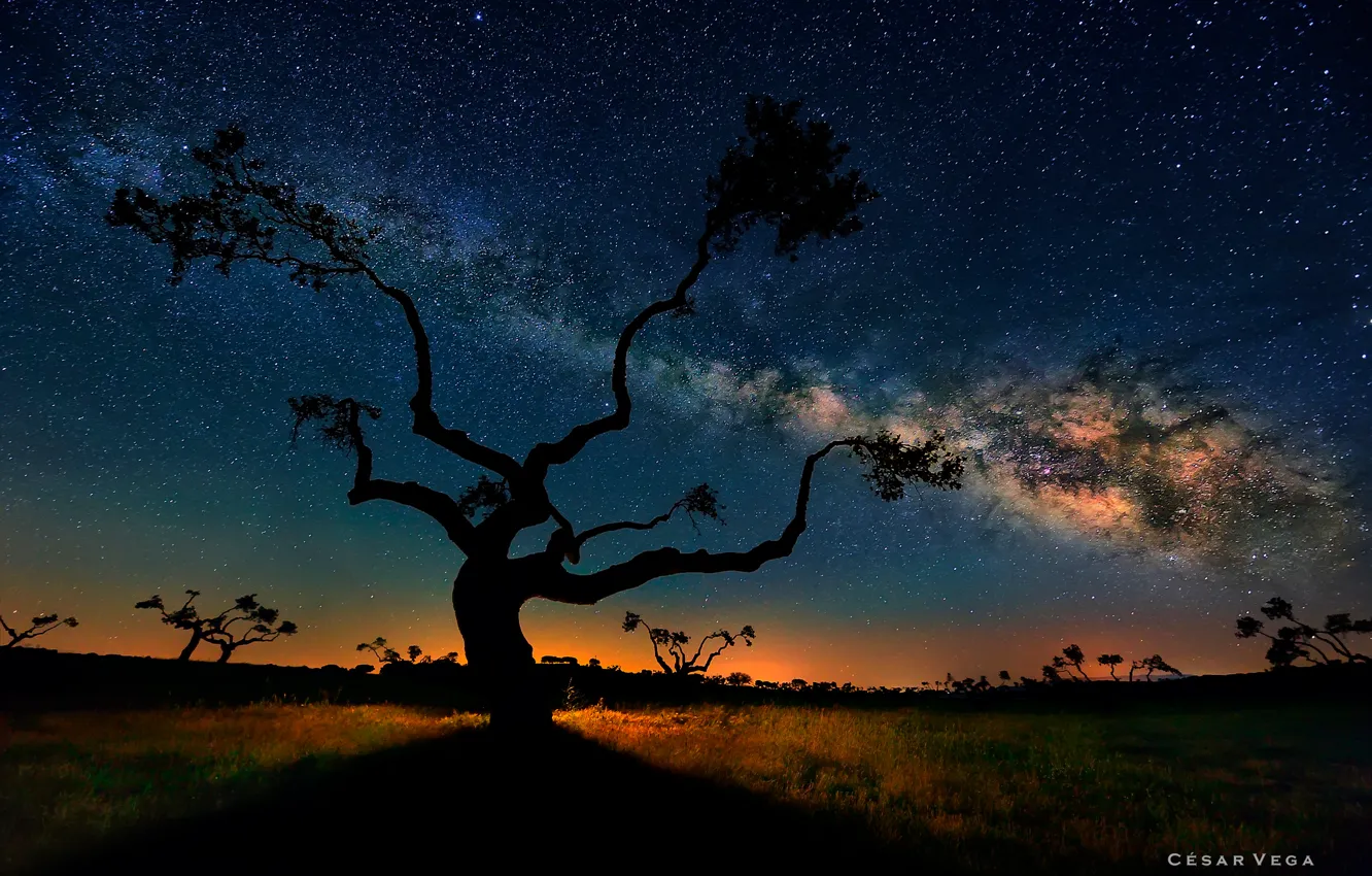 Фото обои небо, звезды, деревья, ночь, саванна, млечный путь