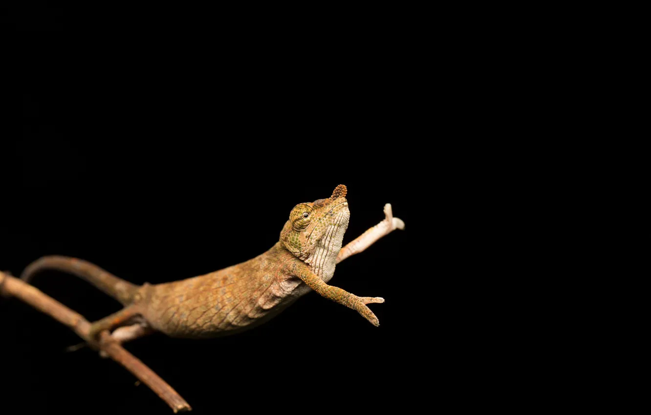 Фото обои фон, Calumma nasutum, Nose horned chameleon