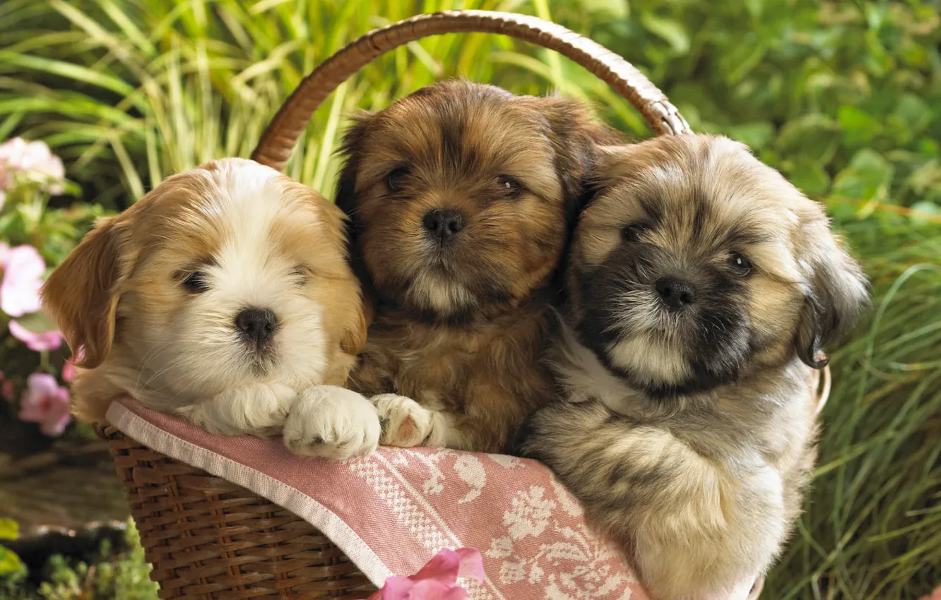 Фото обои собаки, щенки, малыши, корзинка