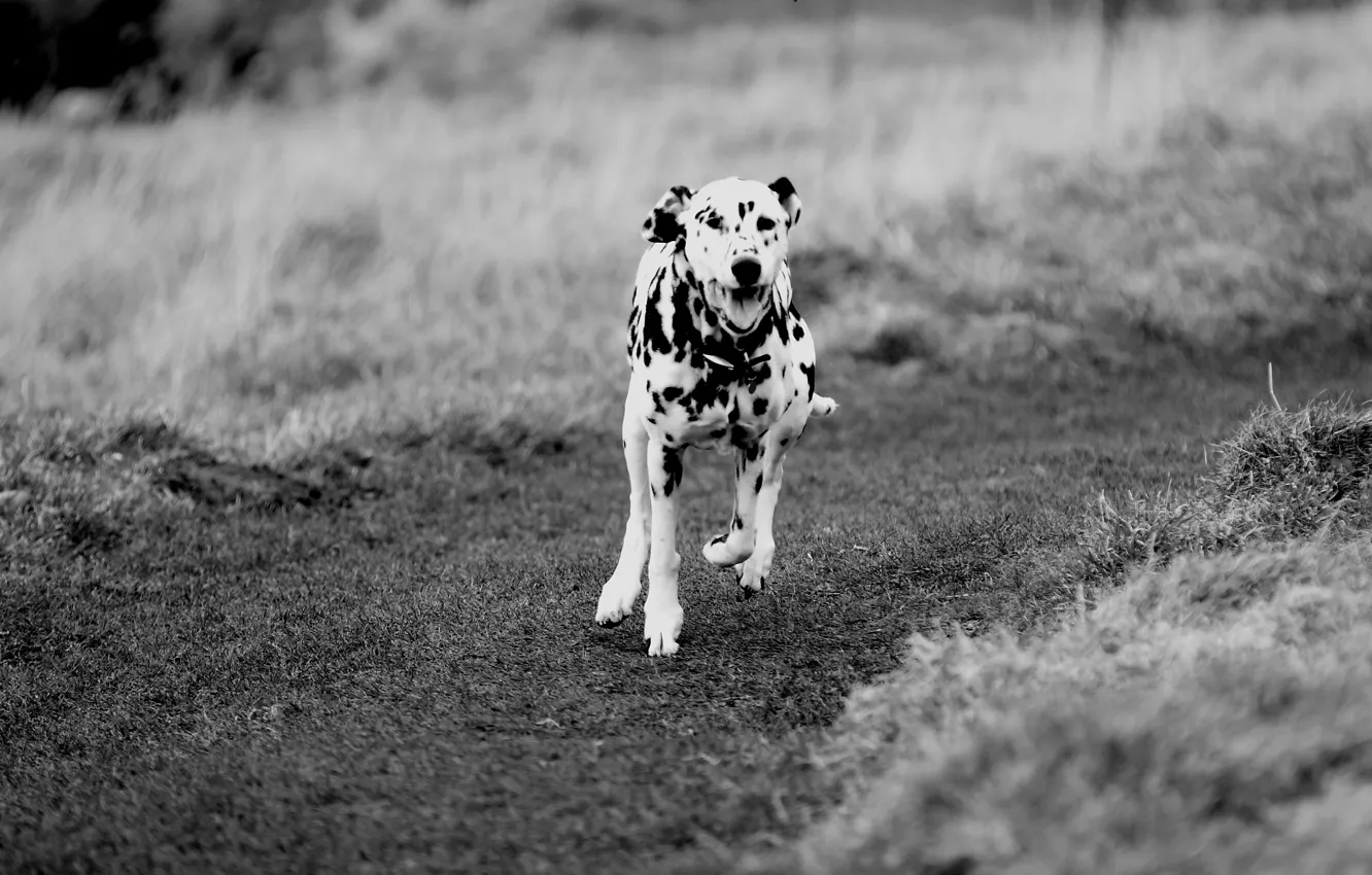 Фото обои поле, путь, собака, бег, далматинец