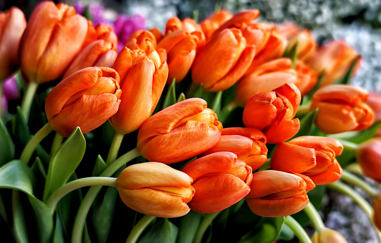 Фото обои яркие, букет, тюльпаны, оранжевые