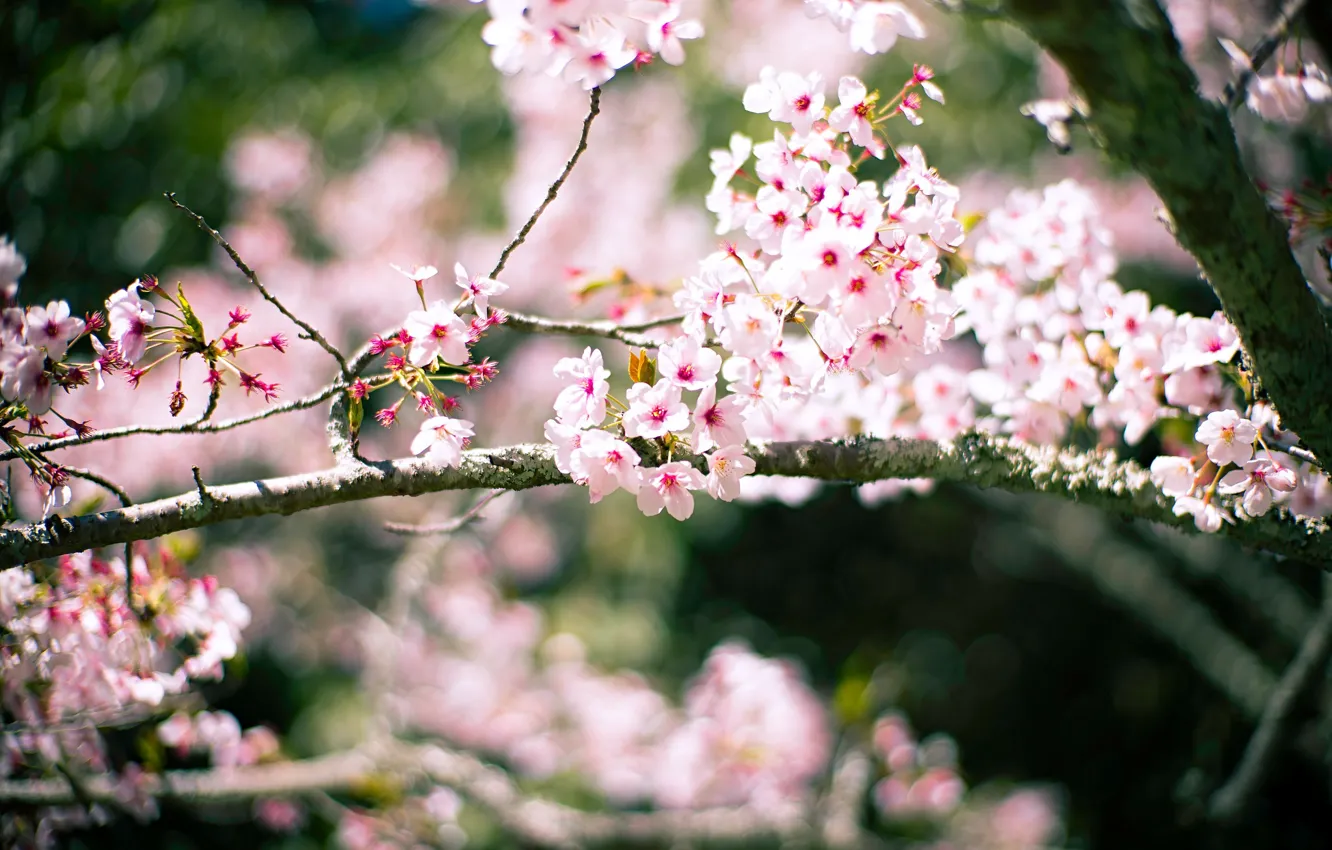 Фото обои свет, цветы, ветки, вишня, фон, размытие, весна, сакура