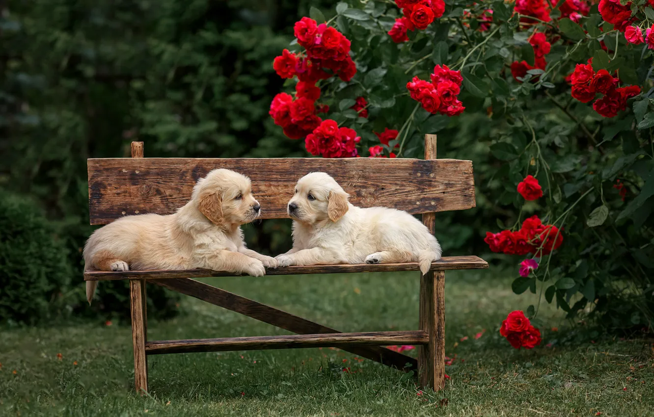 Фото обои собаки, цветы, скамейка, розы, щенки, парочка, двойняшки, Голден ретривер