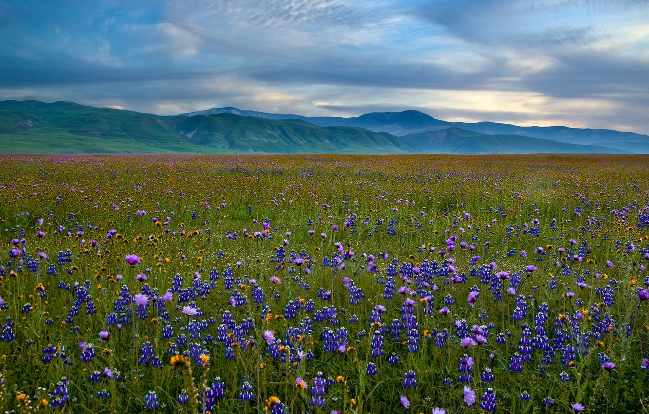Фото обои цветы, горы, луг, люпин, San Emigdio Mountains