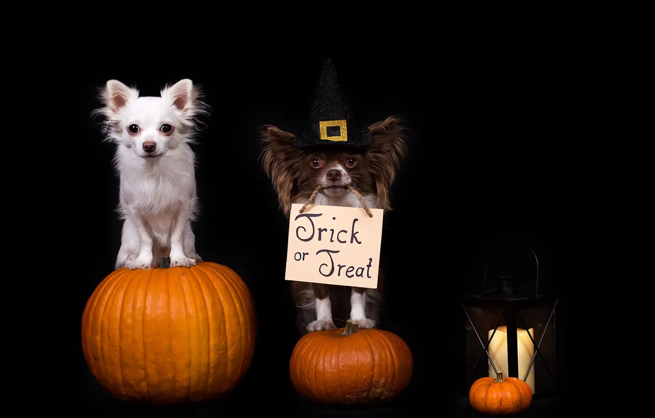 Фото обои собаки, праздник, друзья, Happy Halloween