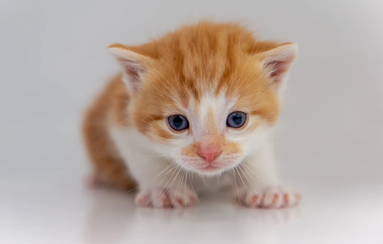 Фото обои кошка, взгляд, поза, милая, малыш, белый фон, рыжая, котёнок