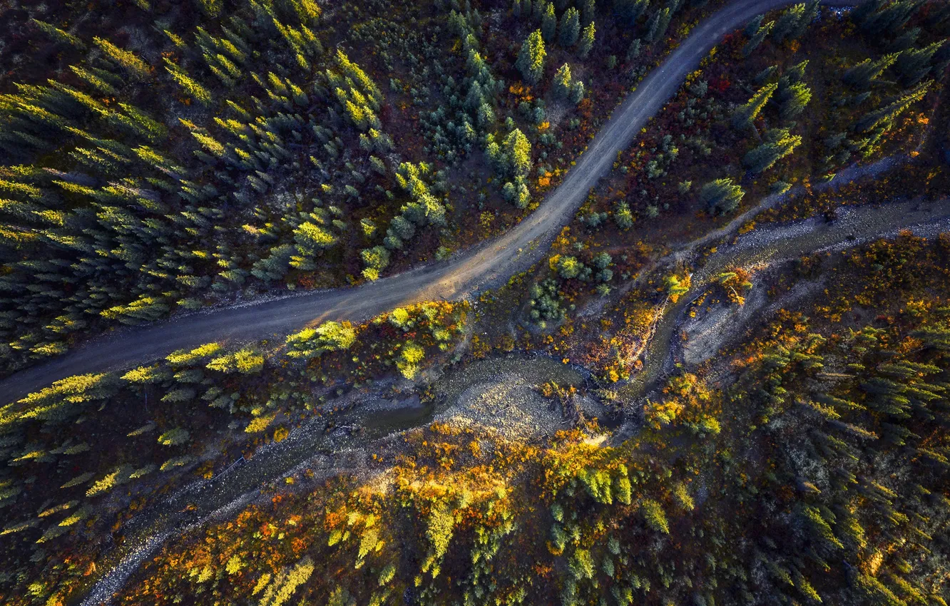 Фото обои дорога, осень, лес, деревья, вид сверху, вид с высоты