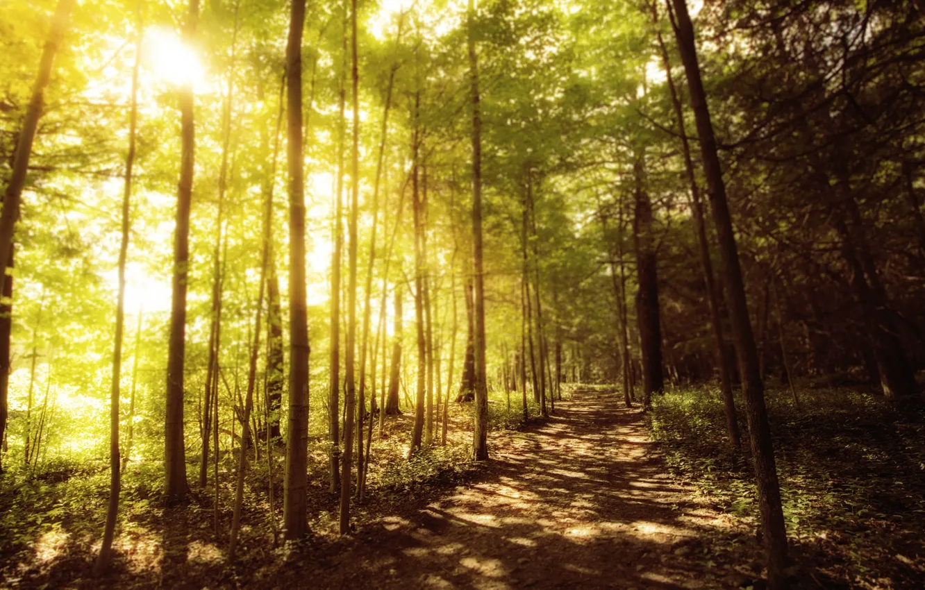 Фото обои осень, лес, свет