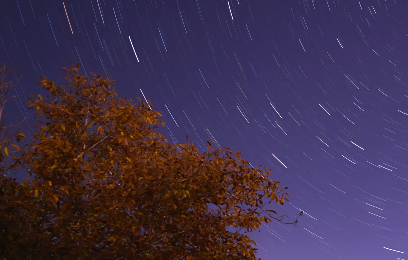 Фото обои космос, звезды, ночь, дерево, stairtrails
