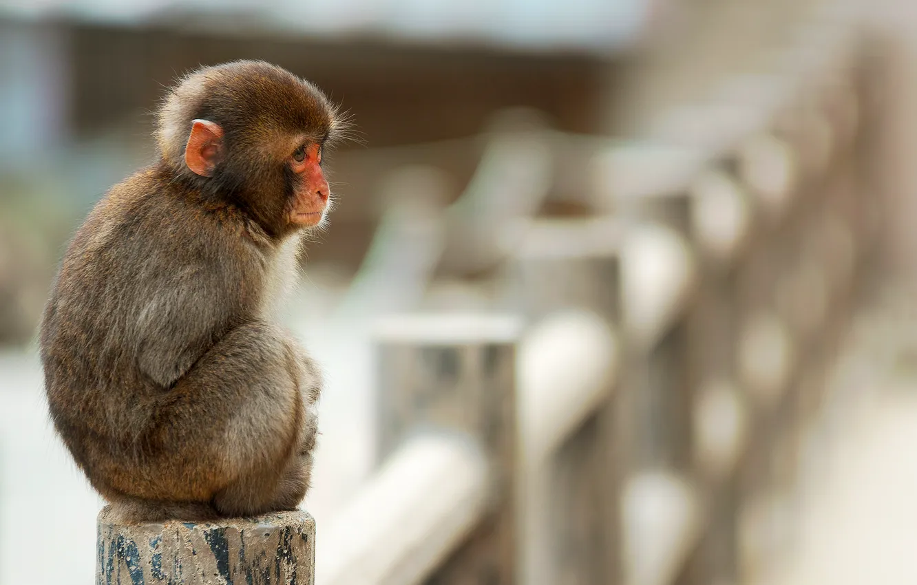 Фото обои обезьяна, сидит, маленькая, макака