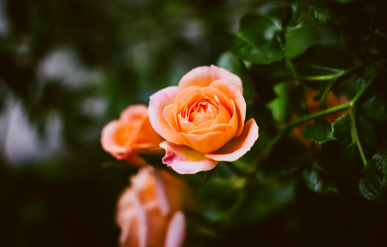 Фото обои лето, фон, роза, цвет