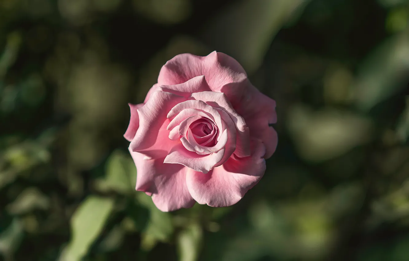 Фото обои цветок, свет, розовая, роза, боке, размытый фон, розочка