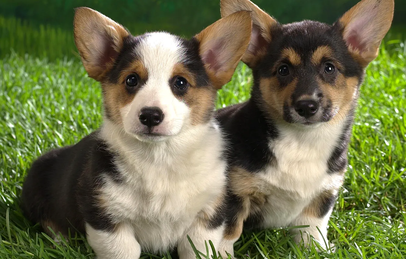 Фото обои трава, мордочка, щенок, уши