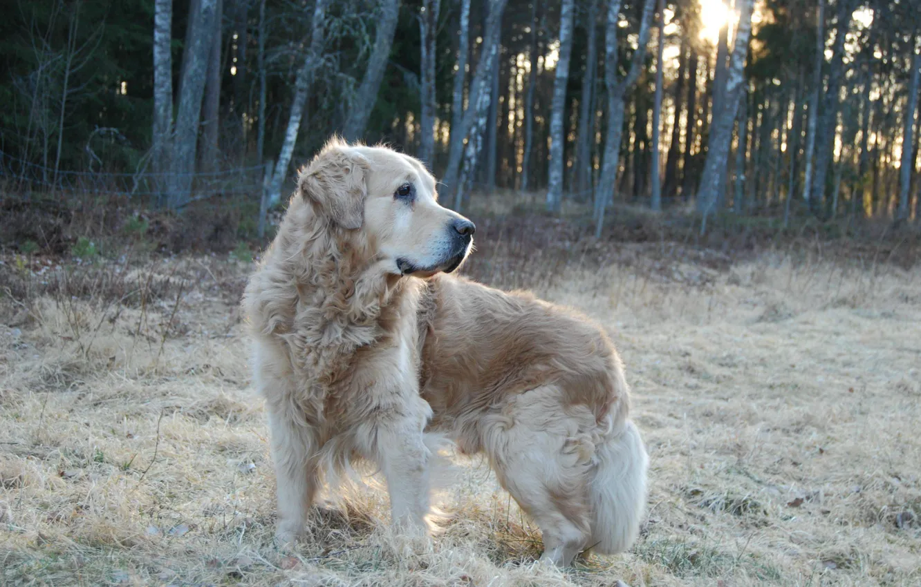 Фото обои лес, собака, охота, dog, стойка
