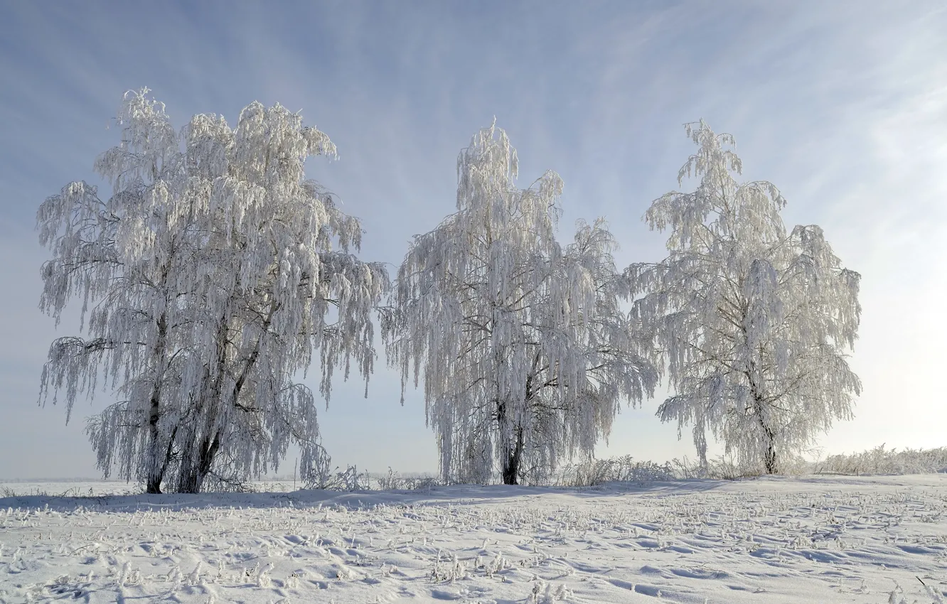 Фото обои зима, снег, пейзаж