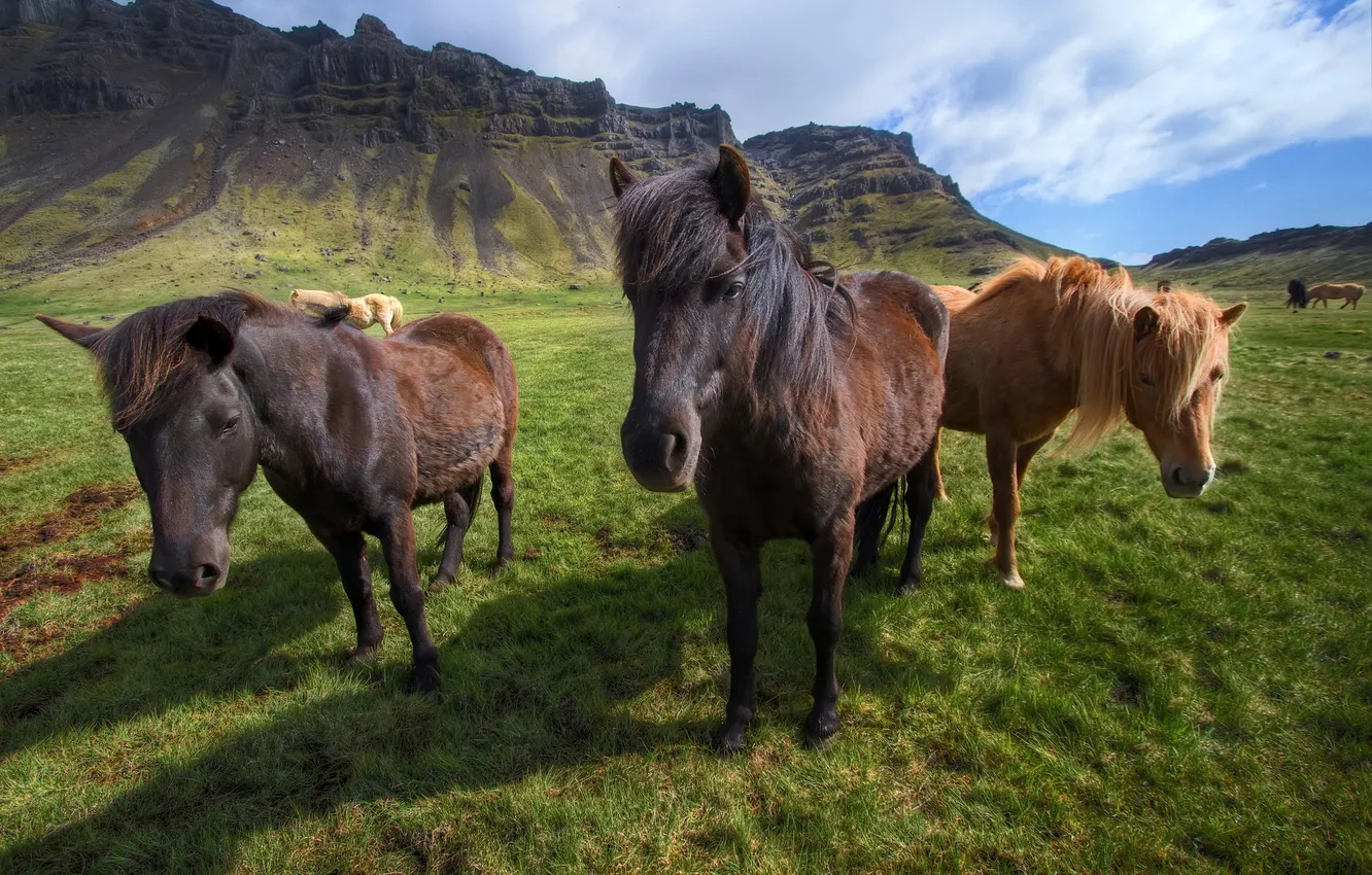 Фото обои горы, лошади, Исландия, Icelandic horses