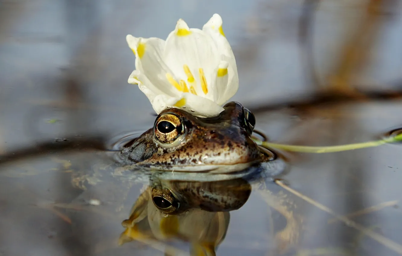 Фото обои цветок, вода, корона, царевна-лягушка