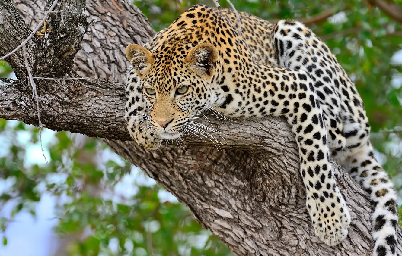 Фото обои дерево, Леопард, большая кошка