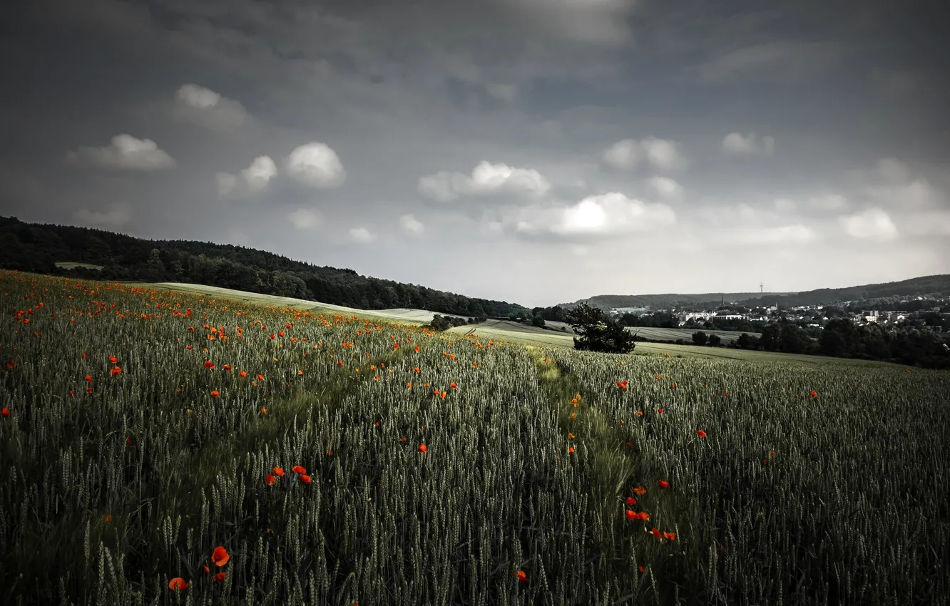 Фото обои пшеница, поле, маки