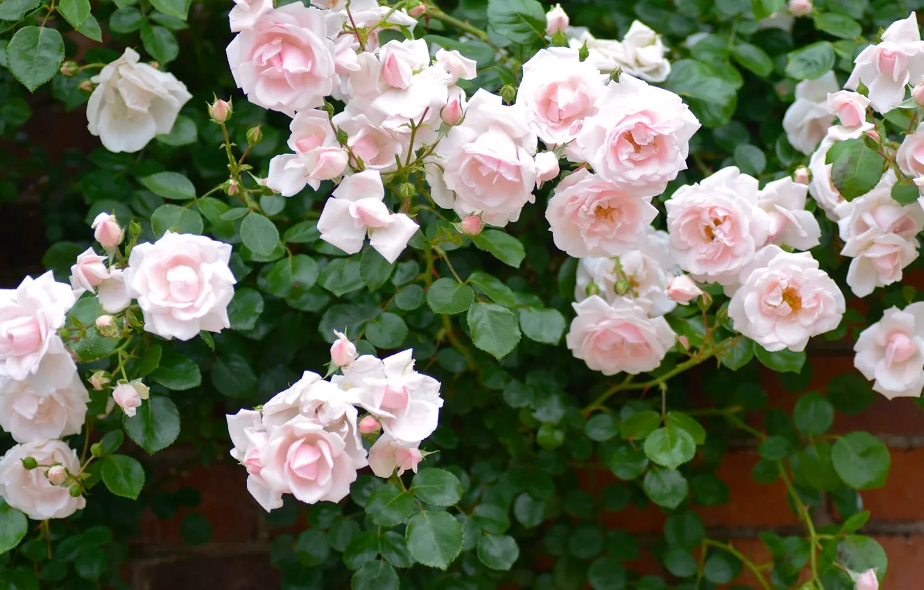 Фото обои куст, розы, розовый куст