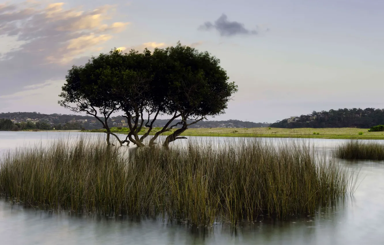 Фото обои трава, вода, озеро, дерево