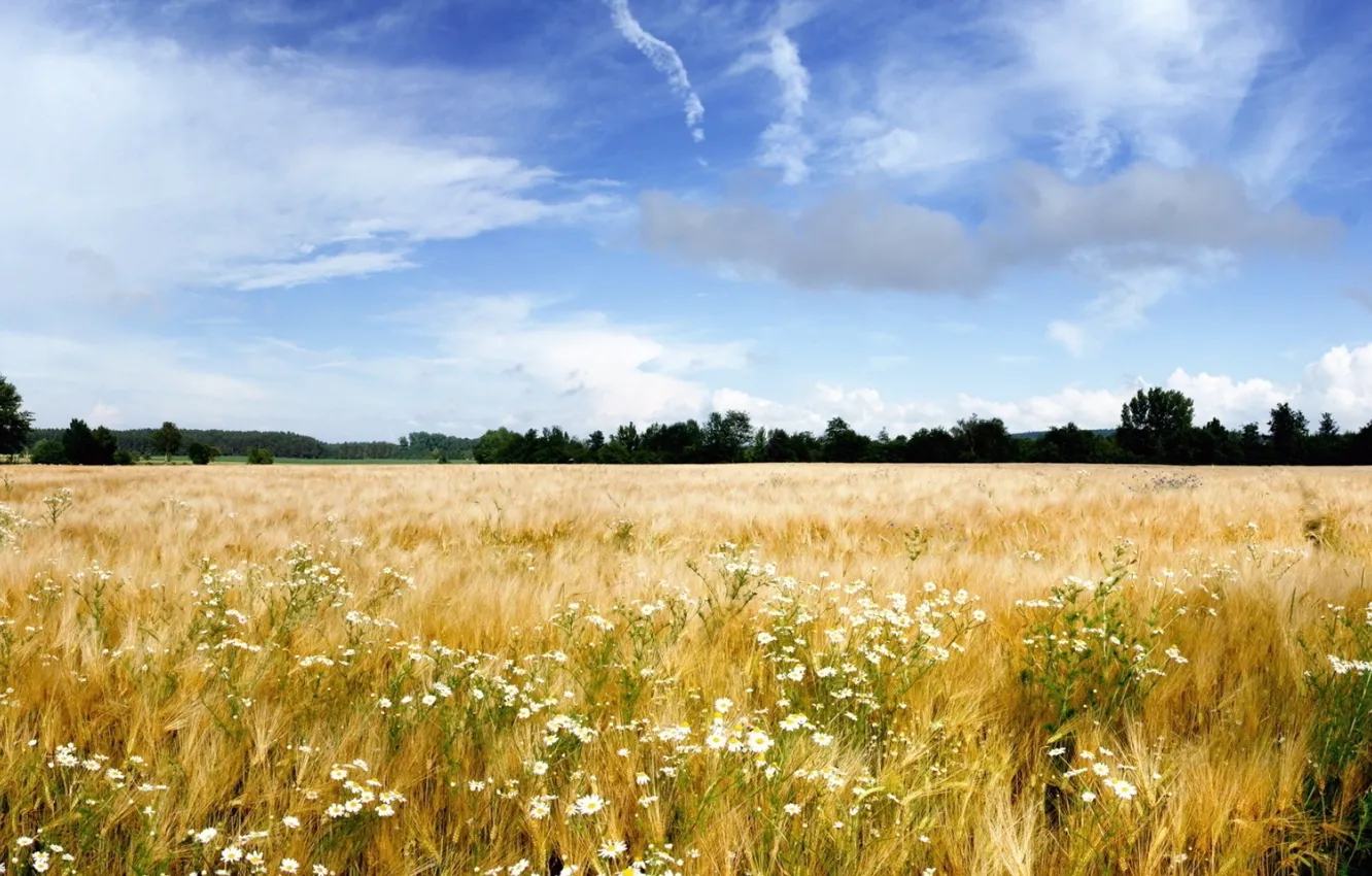 Фото обои sky, field, wheat