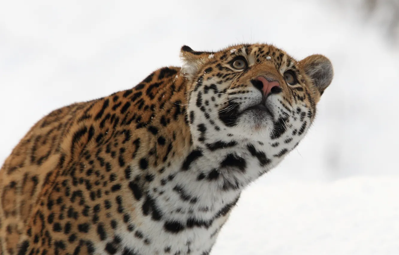 Фото обои зима, морда, хищник, ягуар, дикая кошка, взгляд вверх