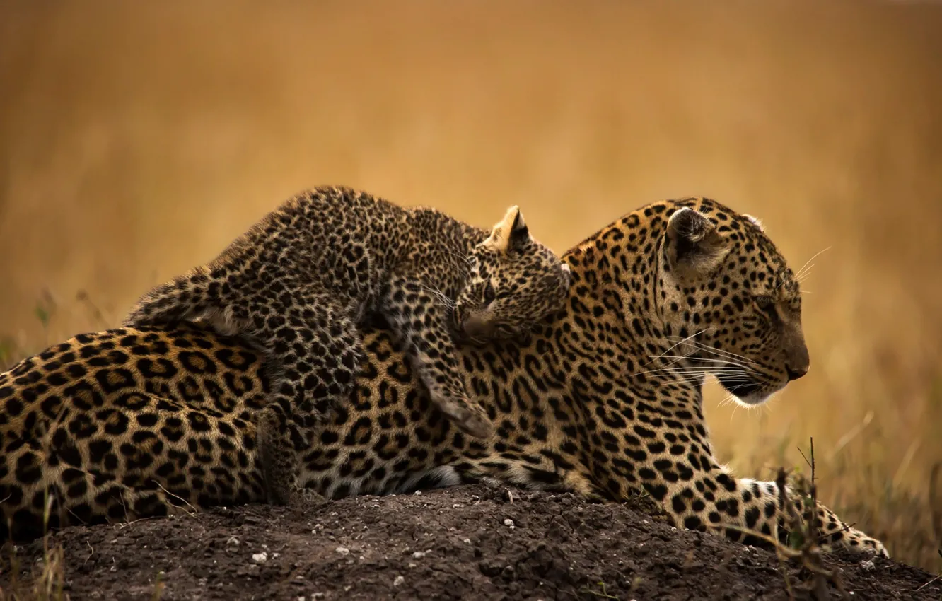 Фото обои животные, хищники, детёныш, дикие кошки, леопарды