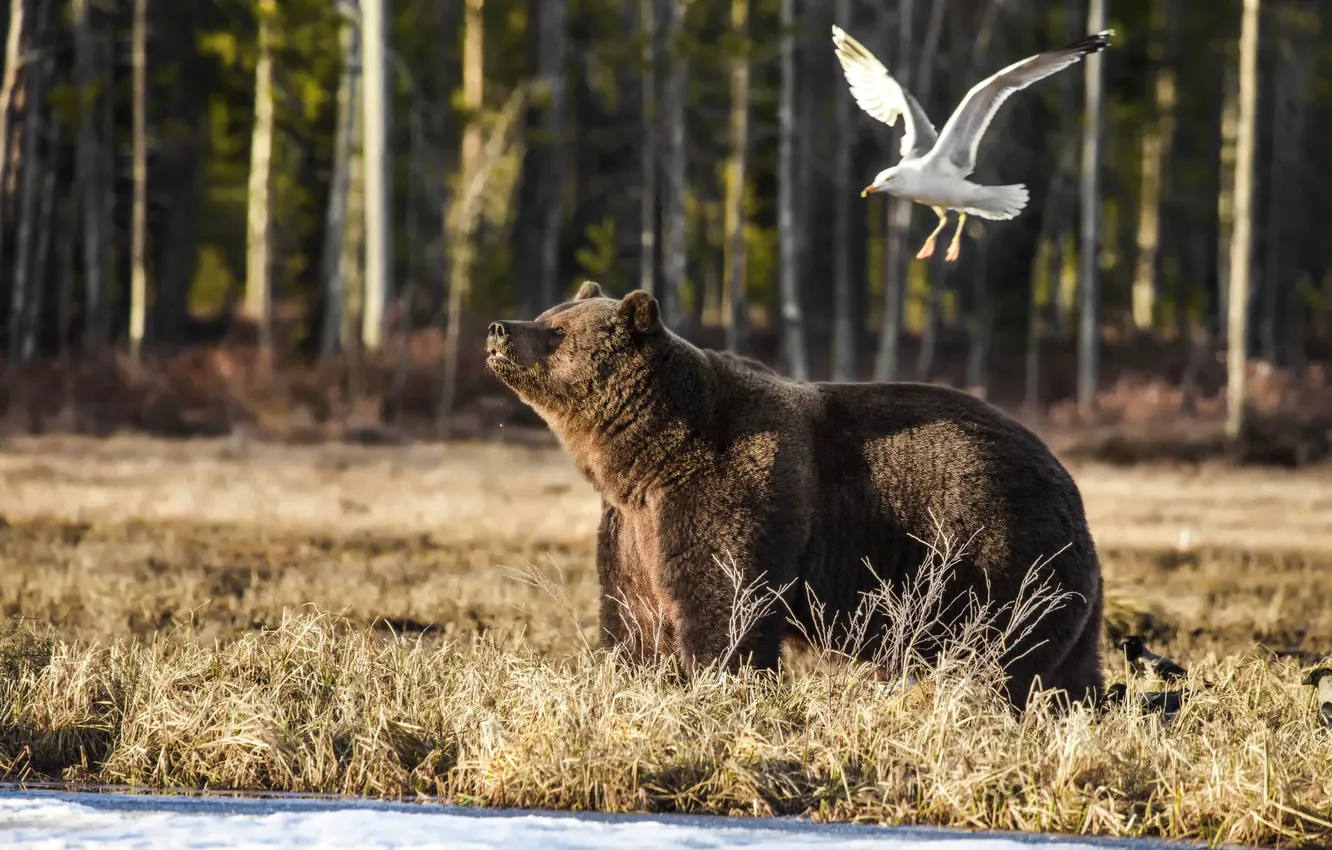 Фото обои лес, животные, чайка, медведь, Bear