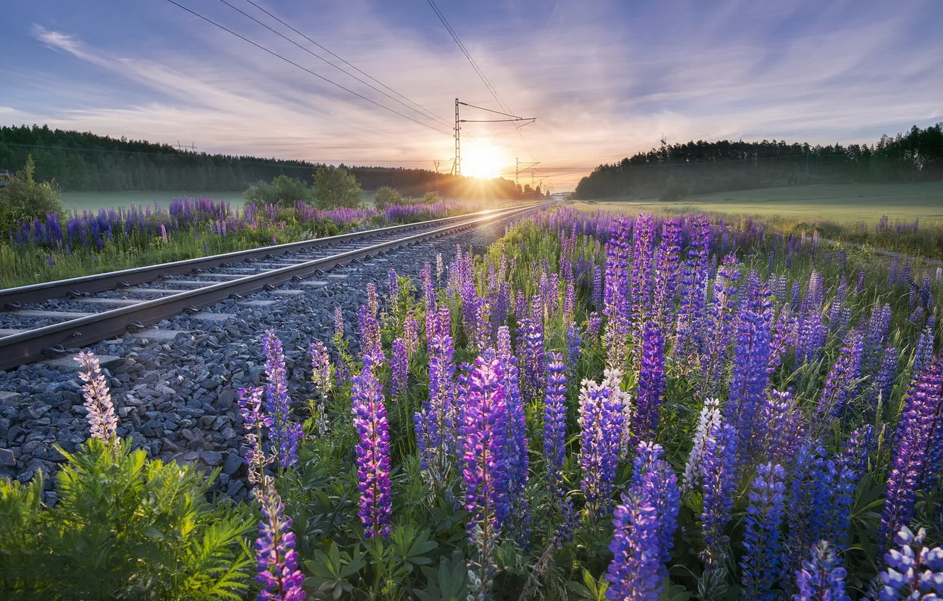 Фото обои цветы, утро, железная дорога