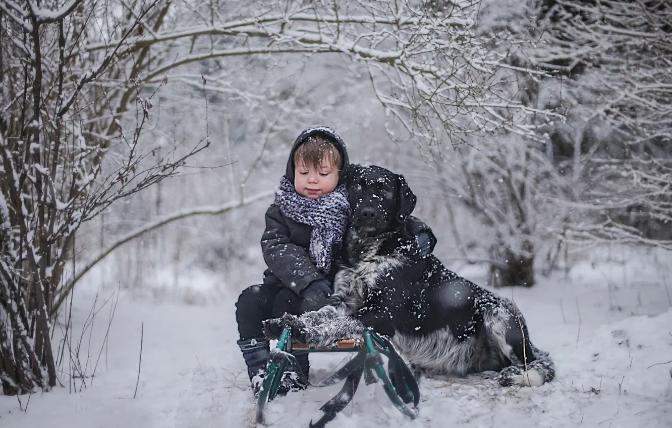 Фото обои зима, собака, мальчик