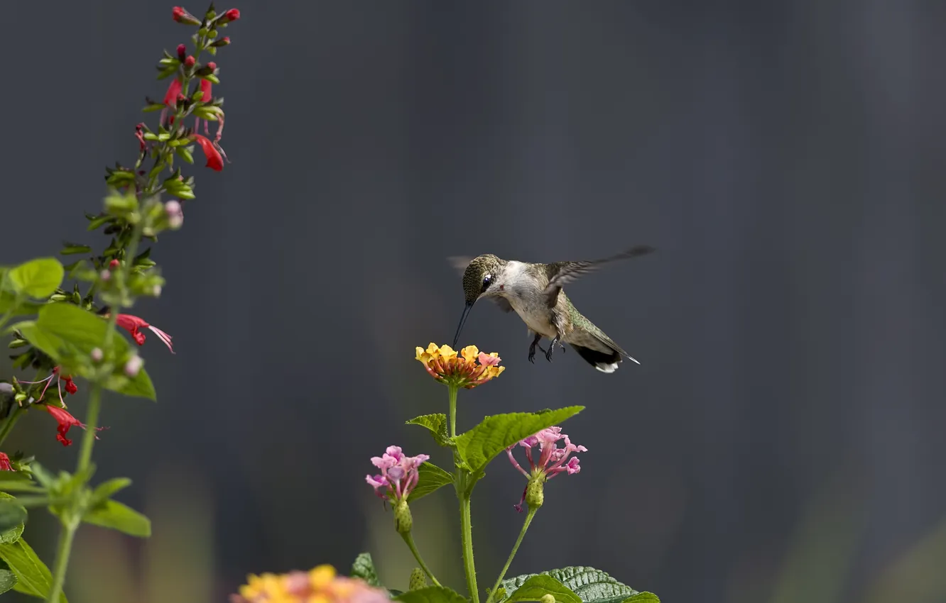 Фото обои цветы, нектар, птица, колибри
