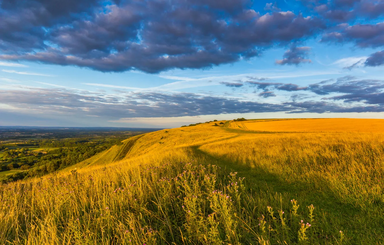 Фото обои поле, небо, трава, облака, пейзаж, цветы, природа, Англия