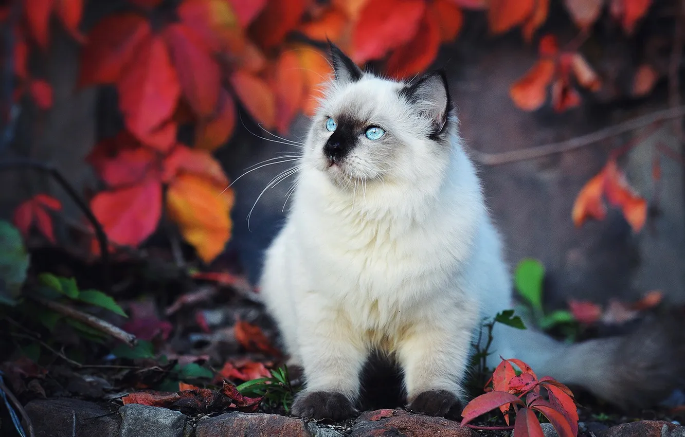 Фото обои осень, кошка, взгляд, листья, поза, камни, котенок, стена