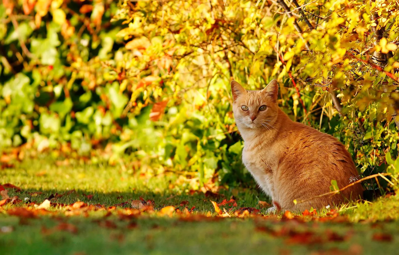 Фото обои осень, кошка, кот, взгляд, рыжий, кусты, боке, котейка