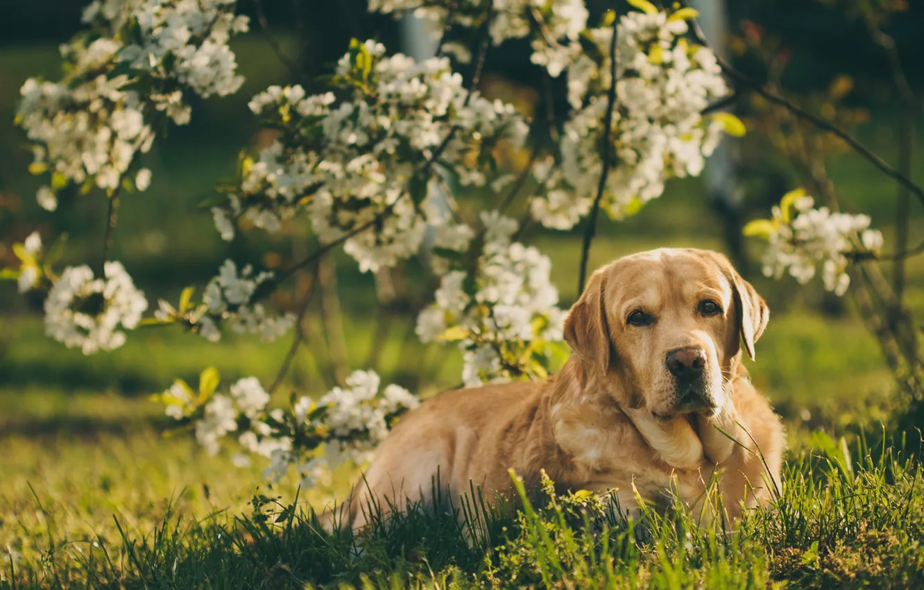 Фото обои взгляд, ветки, собака, весна, сад, цветение, Лабрадор-ретривер