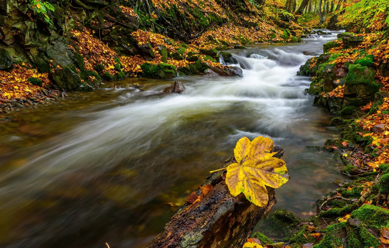 Фото обои осень, лес, листья, деревья, природа, река