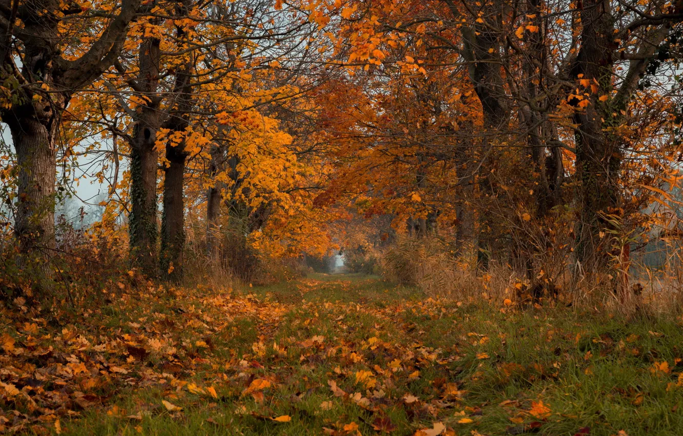 Фото обои осень, листья, природа