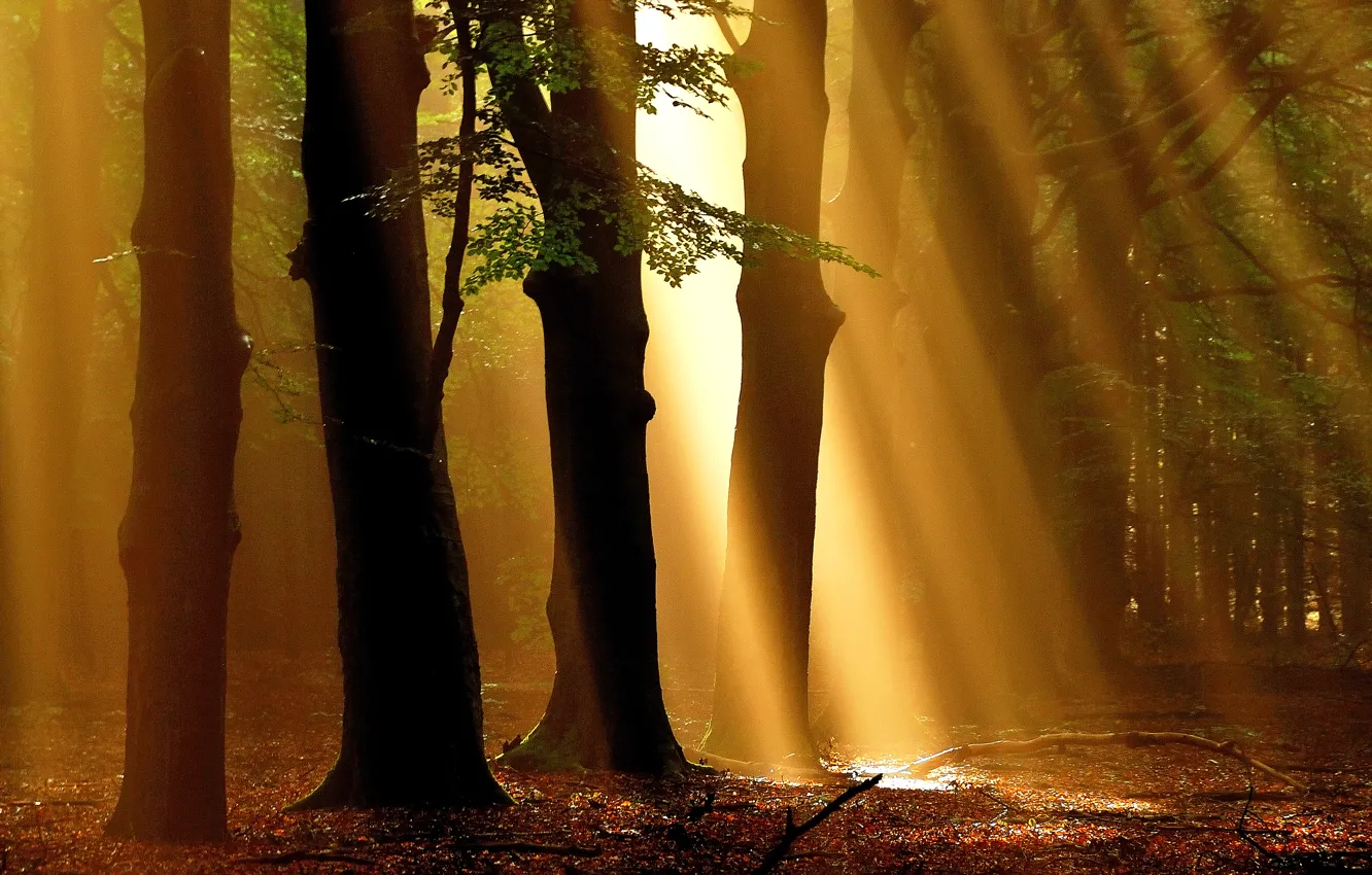 Фото обои осень, лес, лучи, деревья, Природа, утро, forest, trees