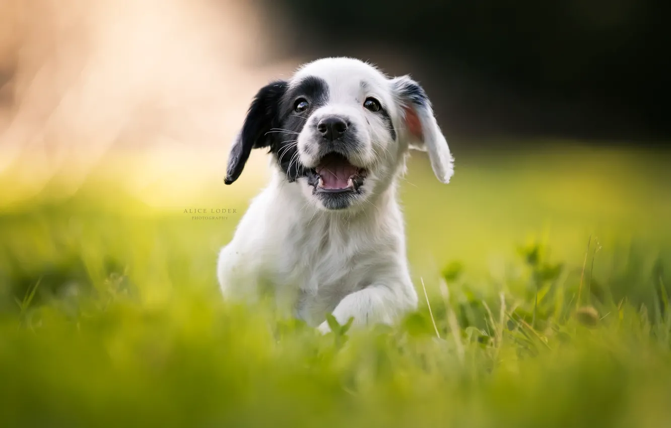 Фото обои трава, радость, настроение, щенок, прогулка, боке, пёсик, Кокер-спаниель