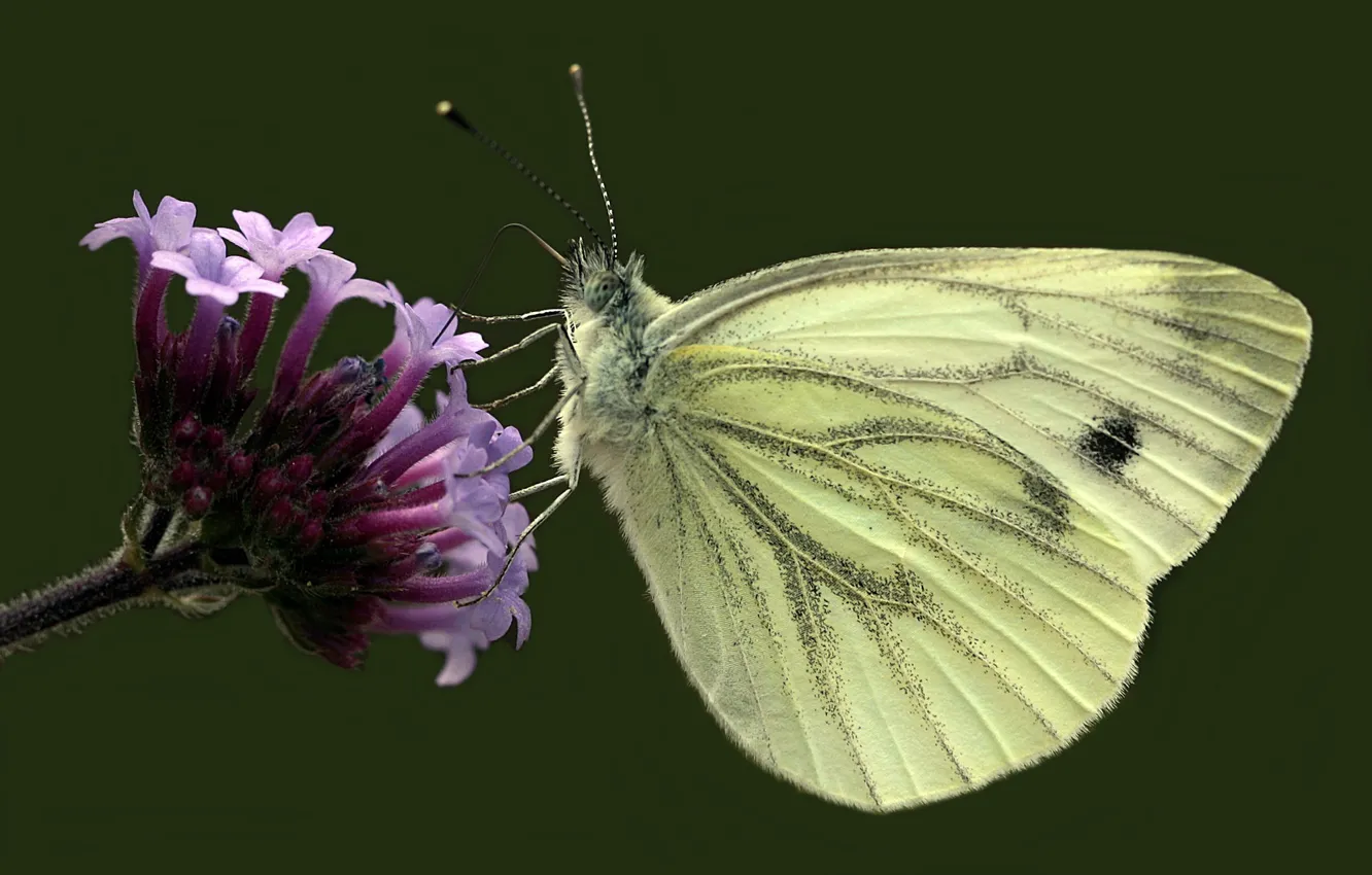 Фото обои цветок, бабочка, butterfly