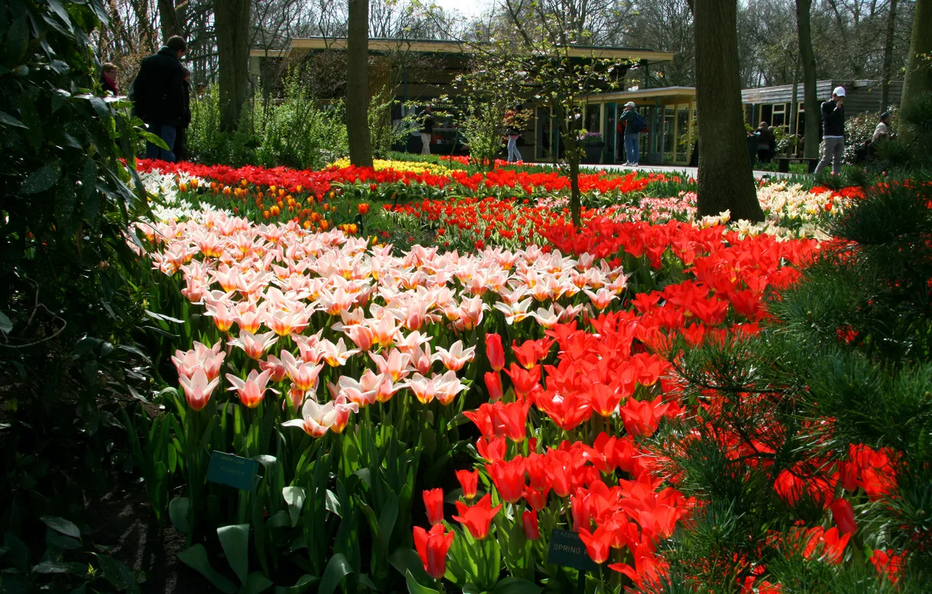 Фото обои парк, тюльпаны, Нидерланды, разноцветные, Keukenhof, сад цветов
