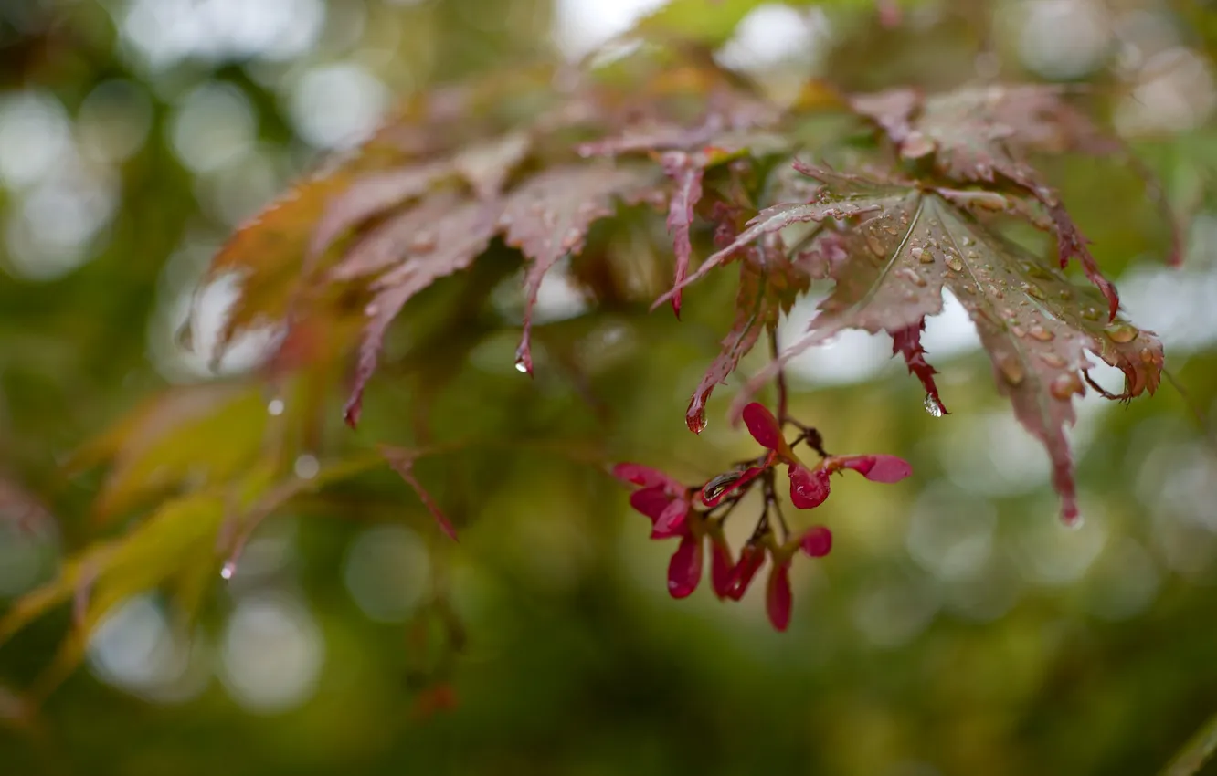 Фото обои листья, капли, ветка, семена, после дождя, клен