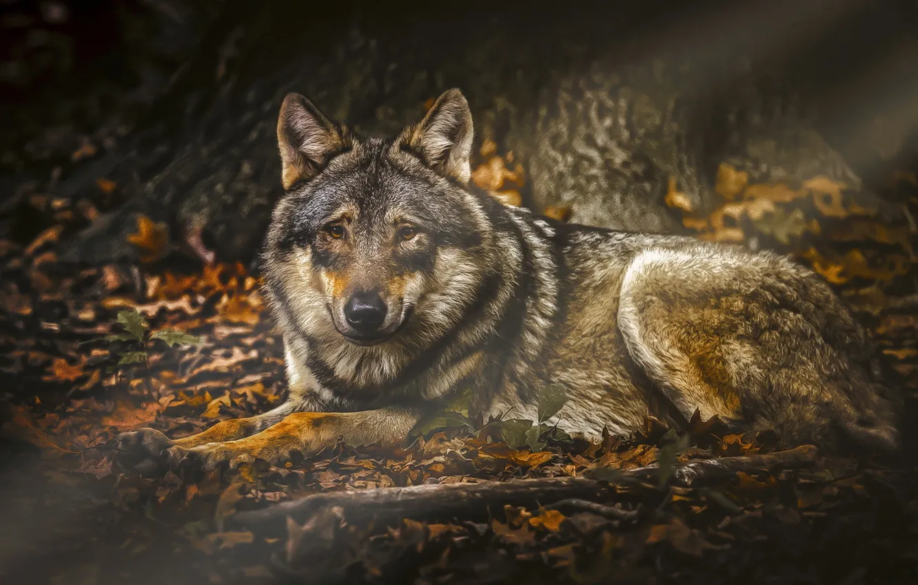 Фото обои fantasy, nature, art, snow, predator, face, animal, wolf