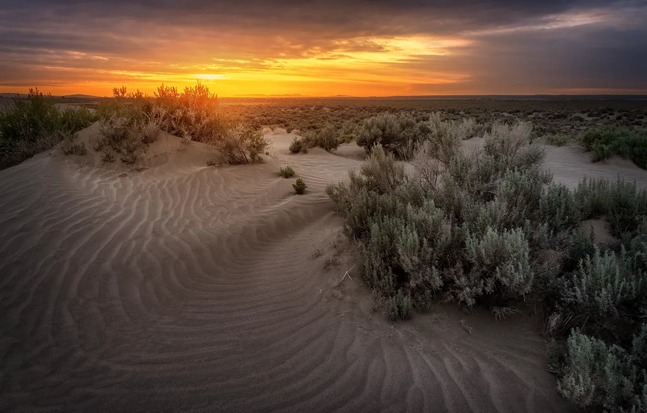 Фото обои песок, небо, закат, пустыня, горизонт, дюны, пески, кустарники