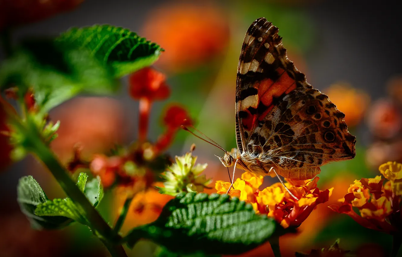 Фото обои макро, цветы, бабочка, боке, Репейница