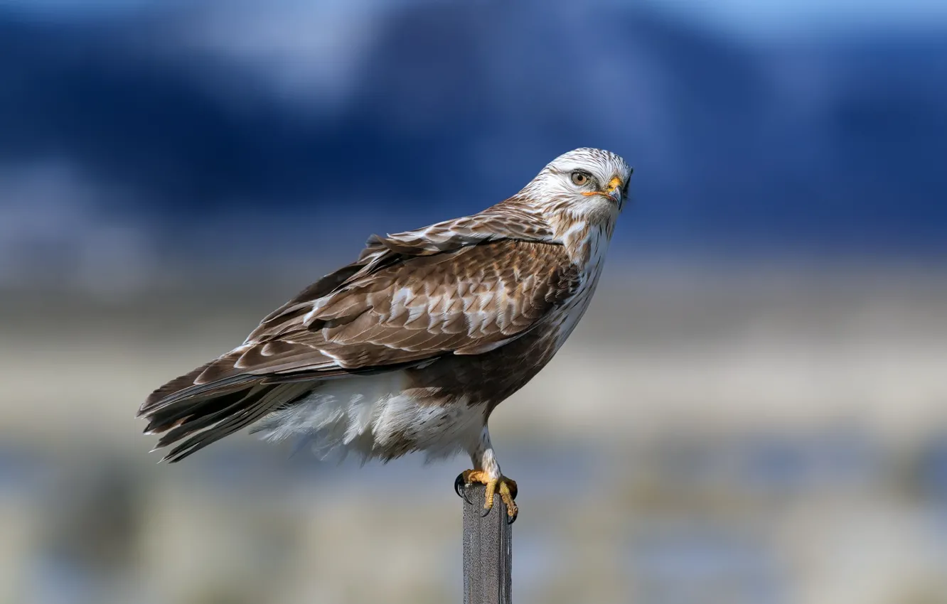 Фото обои природа, птица, Мохноногий канюк, Rough Legged Hawk