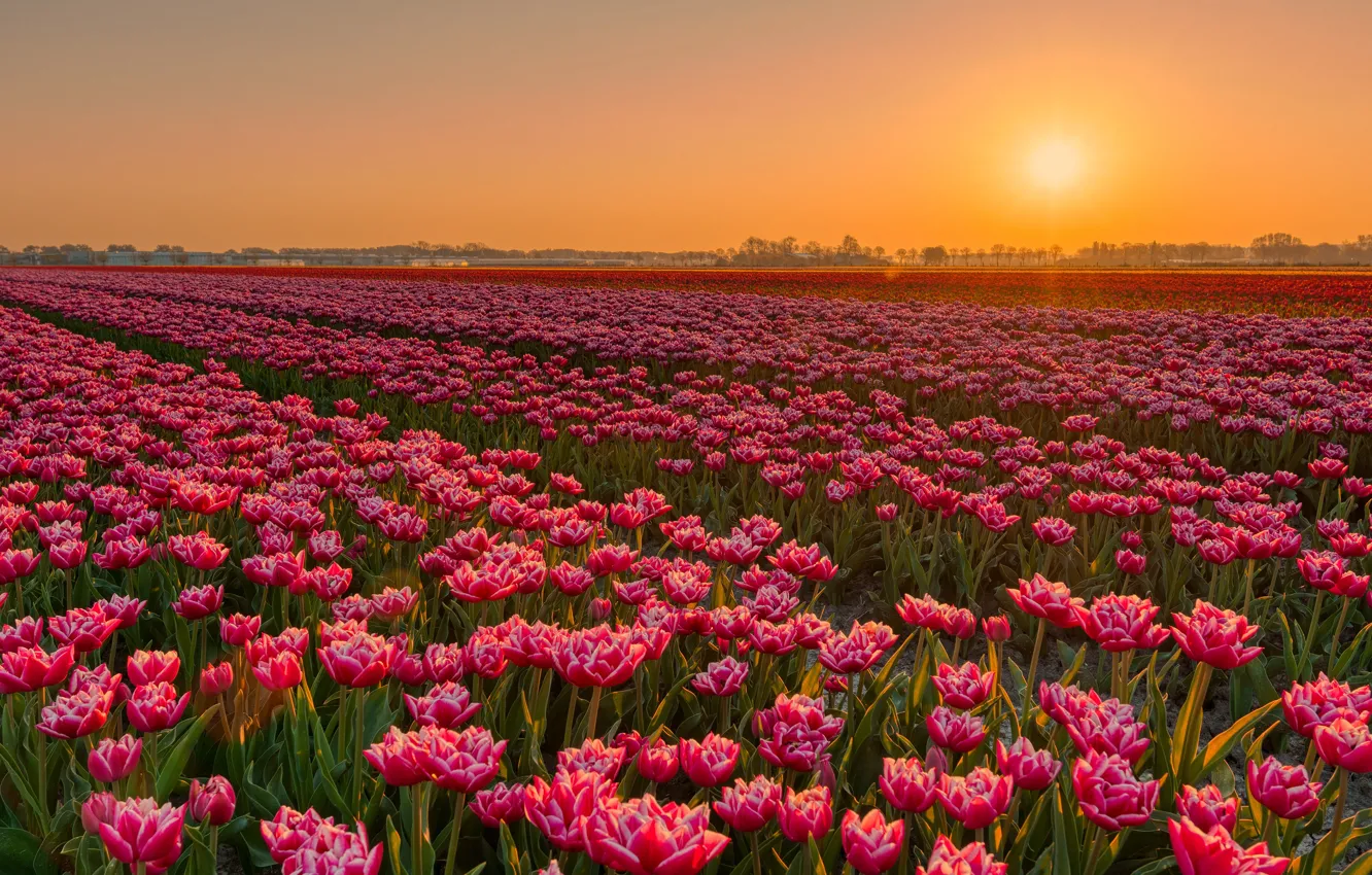 Фото обои небо, закат, цветы, тюльпаны, красные, розовые, плантация, тюльпановое поле