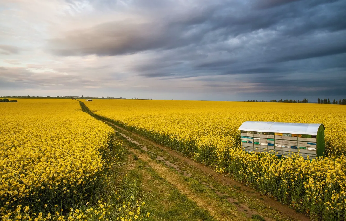 Фото обои поле, цветы, Италия, Тоскана