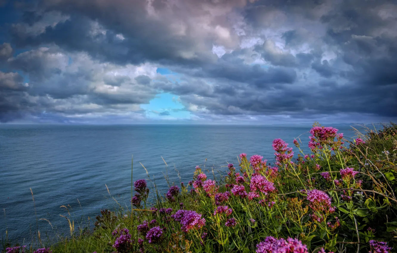 Фото обои море, цветы, тучи